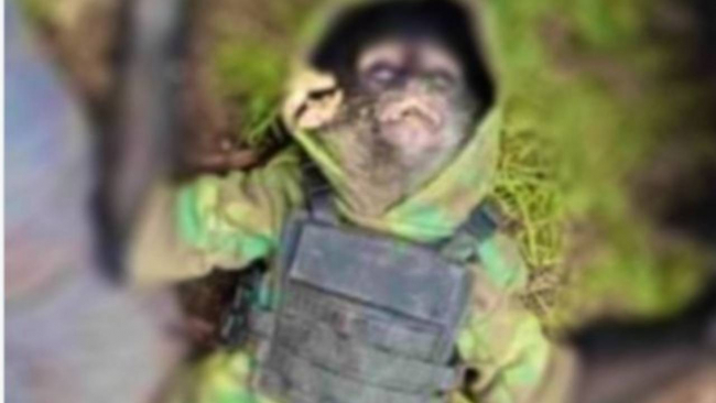 Meksika'da kartel çatışması: 11 kişi ve bir maymun öldürüldü